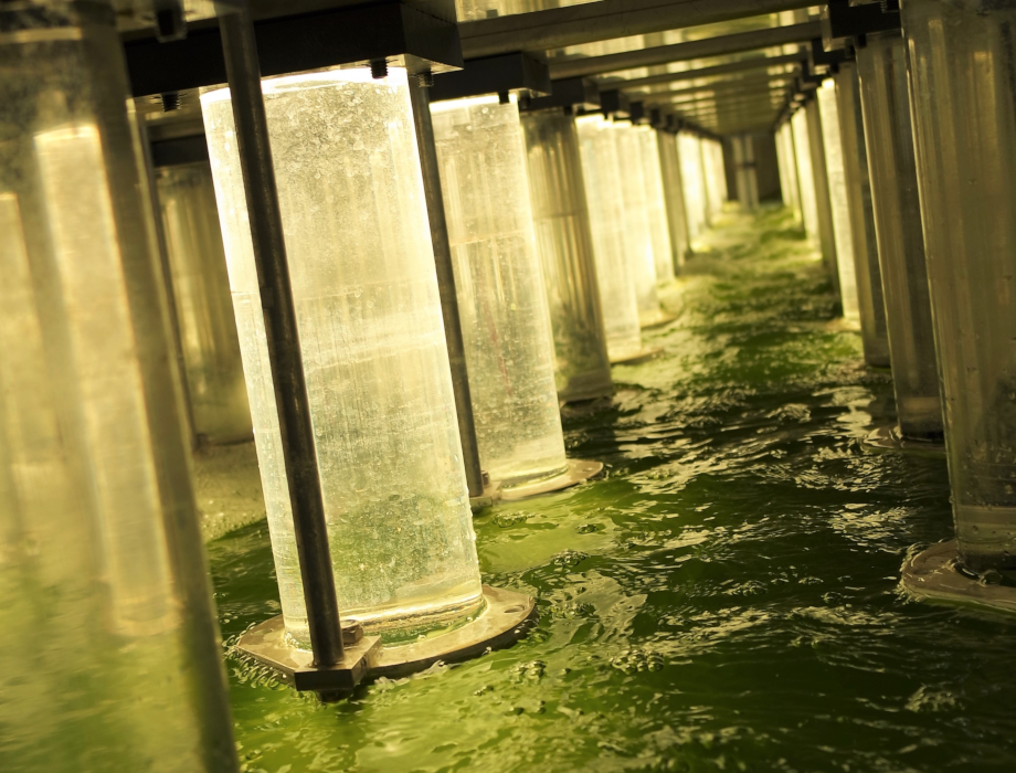Water treatment firm Industrial Phycology raises £550k from Mercia's MIPF