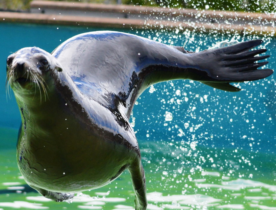 Development Bank of Wales offers lifeline to Welsh Mountain Zoo with £250k loan