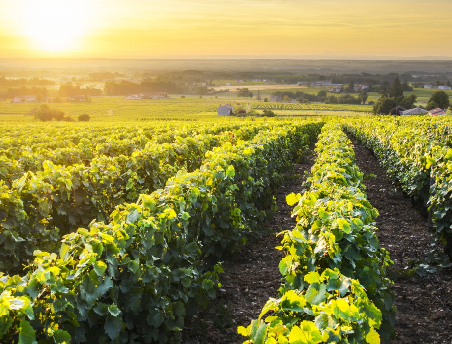 The AngelNews Wine Column: 2017 Burgundy – à la recherche…