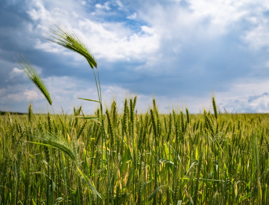HBAN-backed CropBiome receives €1.3M investment 
