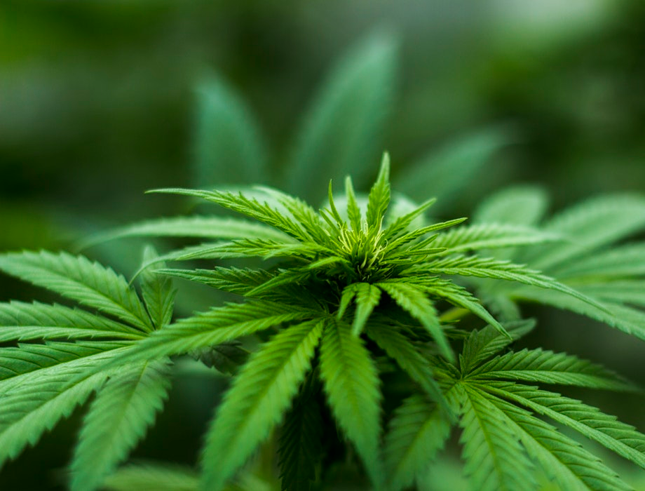 UK medicinal marijuana startups take off says Beauhurst report