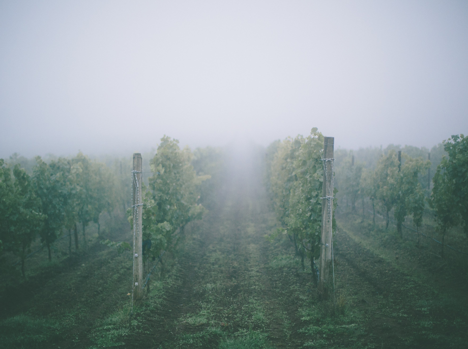 AngelNews wine column: Modern Times – The Fog and the Heat