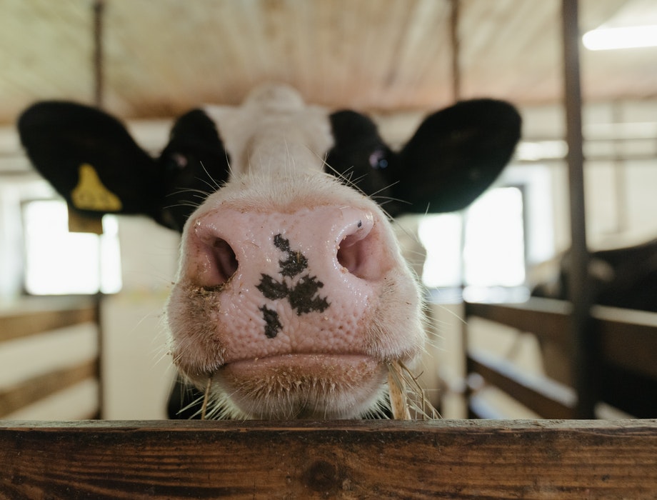 PBD Biotech raises £2.3m for ‘game changing’ bovine TB test
