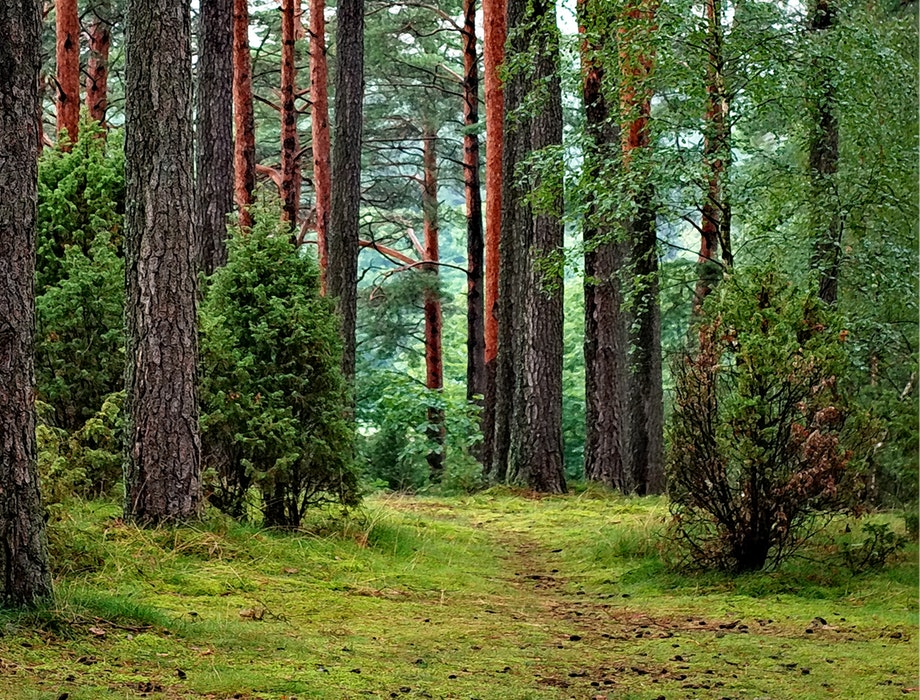 Sustainable wood producer Lignia receives £3 million funding from Downing