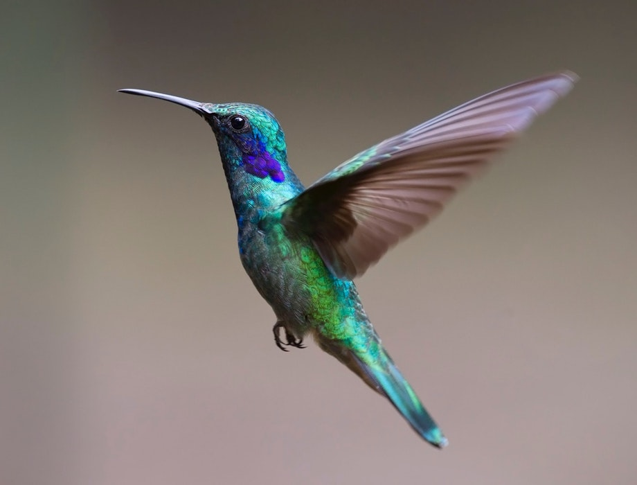 Newable backs £3 million fund raise for Hummingbird Technologies