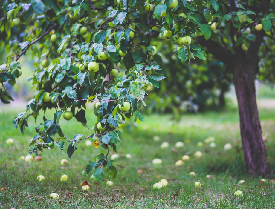 Resonance supports Community Orchard with £100k investment