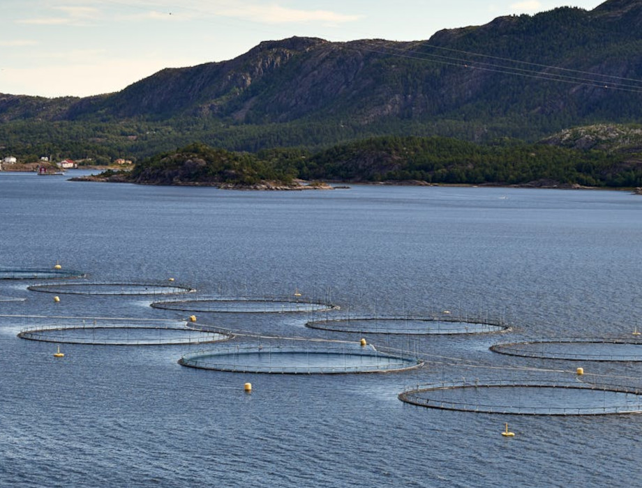 Salar Pursuits nets angel backing for innovative fish pen shield