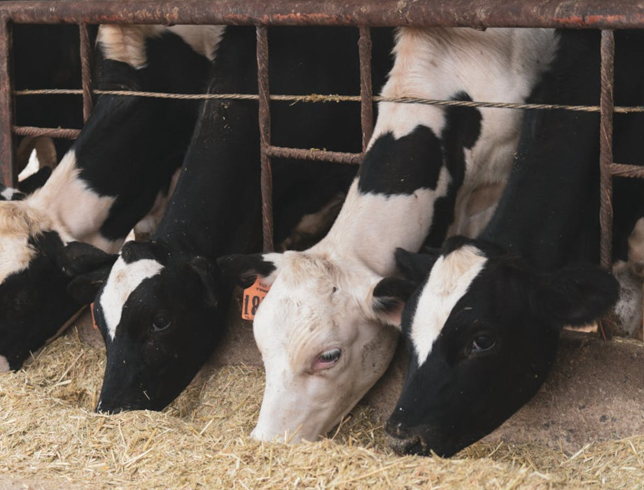 Antler Bio takes investment to $8.5m to revolutionise dairy farming