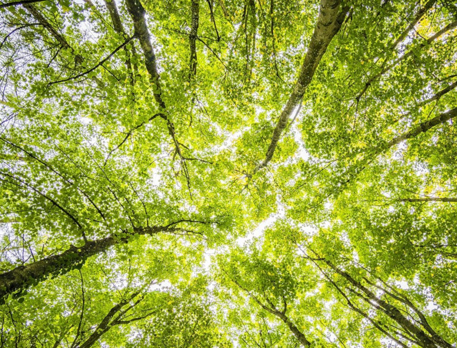 Carbon13 Venture Launchpad backs six new companies