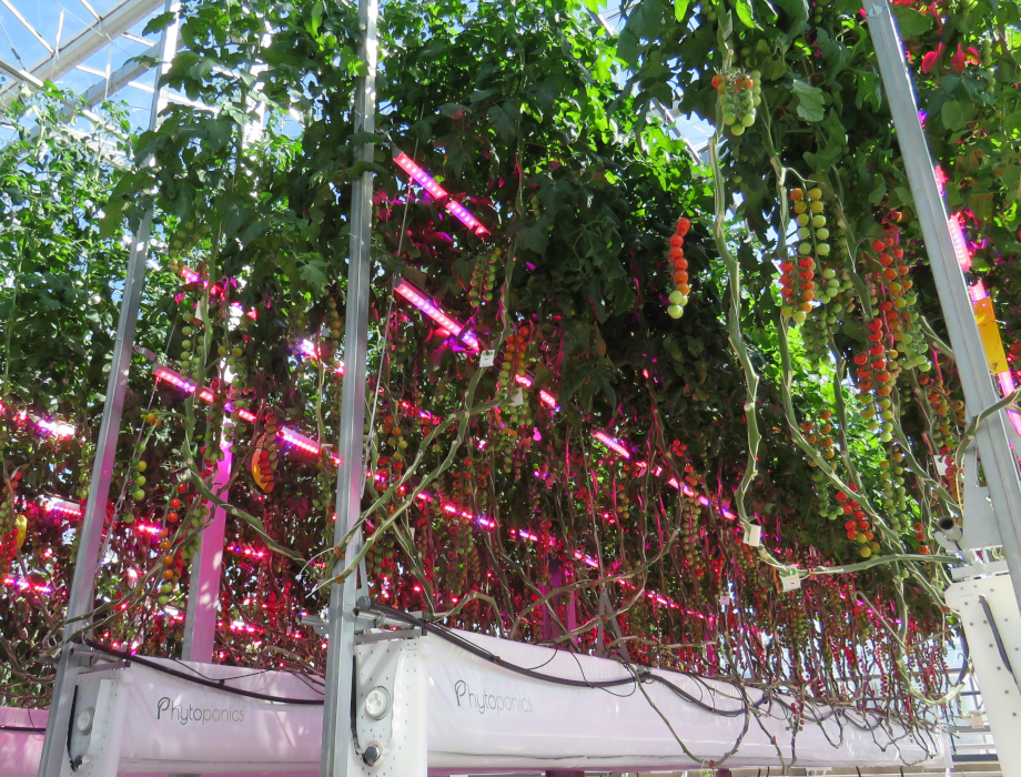 Development Bank of Wales invests £500k in horticulture business Phytoponics